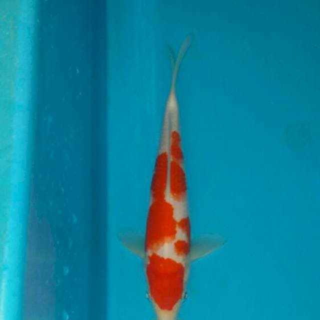 Kohaku strong