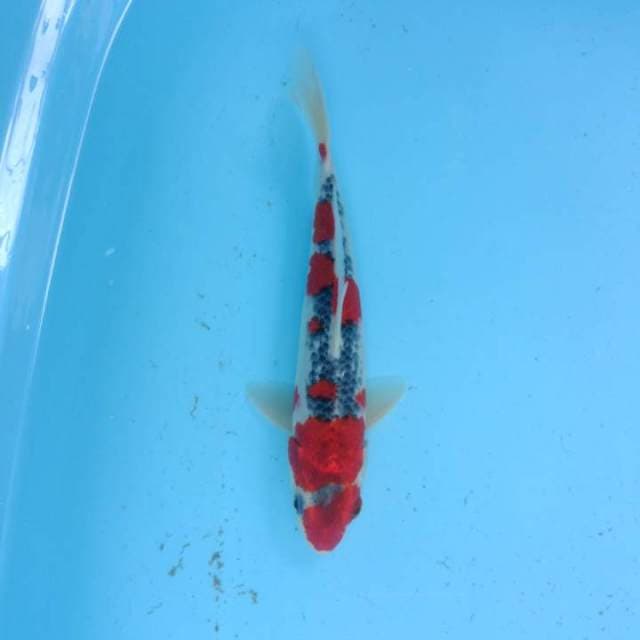 Goshiki super red 25