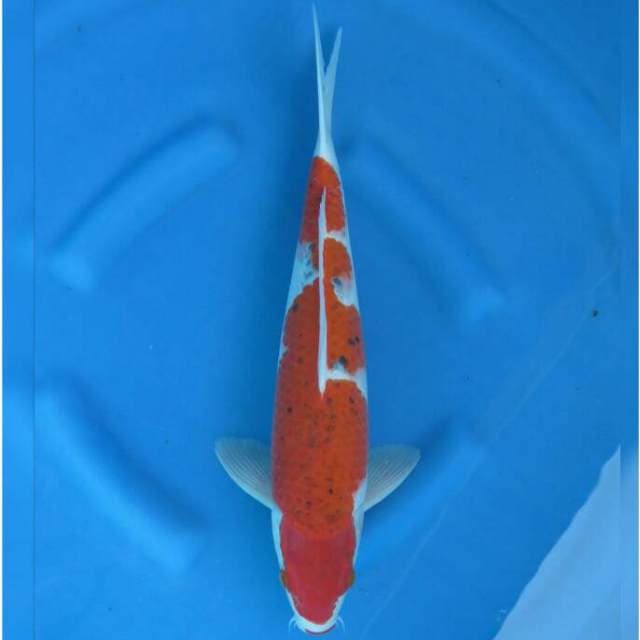 F1 Super Goshiki F1 Jumbo Tosai 43cm Male
