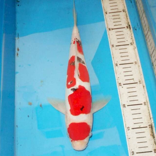 37cm SANKE