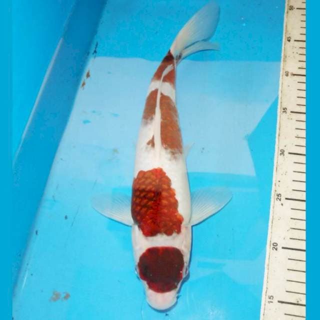 34cm KOROMO
