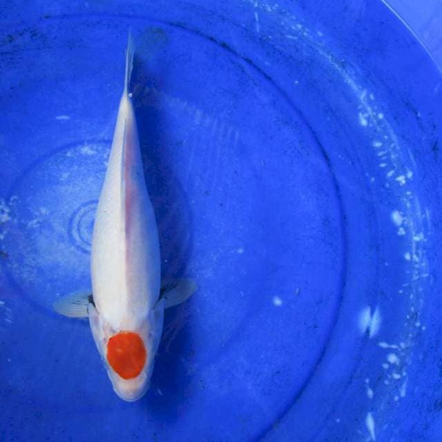 Tancho ±30cm