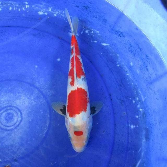 Showa merah male ±30cm