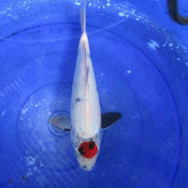 Tancho ±32cm