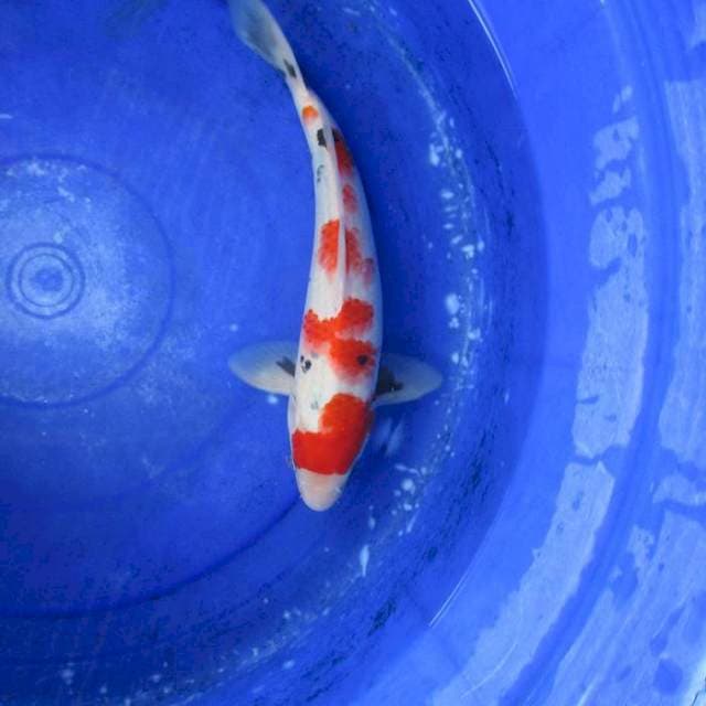 Showa sansoku ±32cm