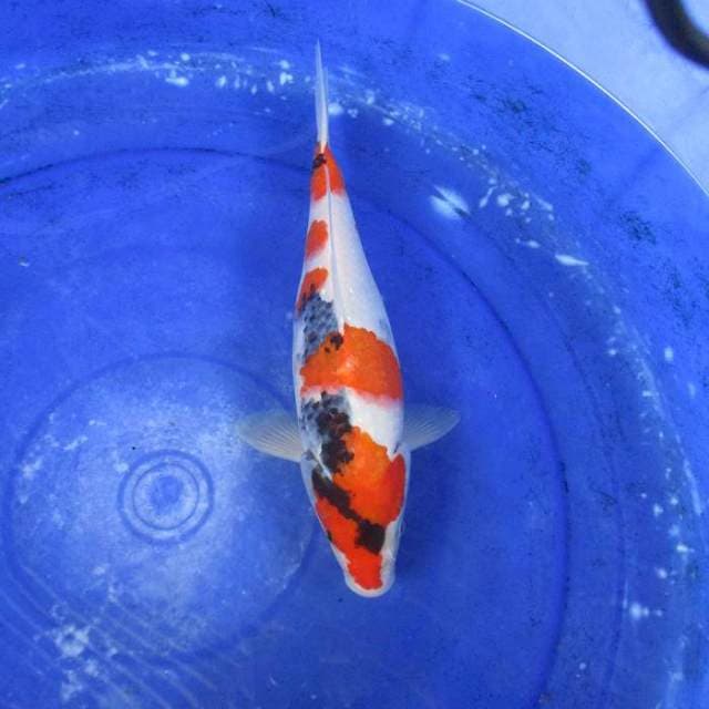 Showa sansoku ±30cm
