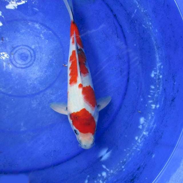 Showa ±30cm