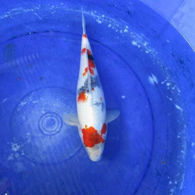 Kindai ±33cm