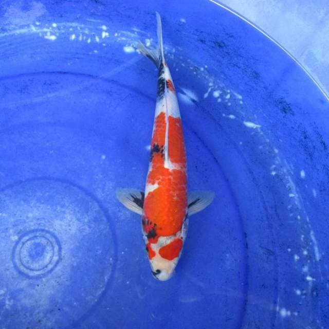 Showa ±30cm