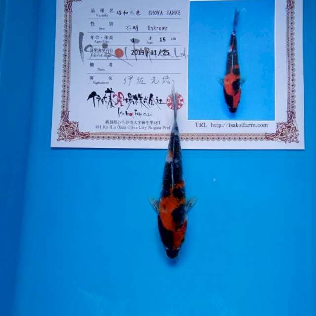 Showa isa new tosai