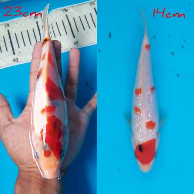 Dua showa tategoi 23cm&14cm ori