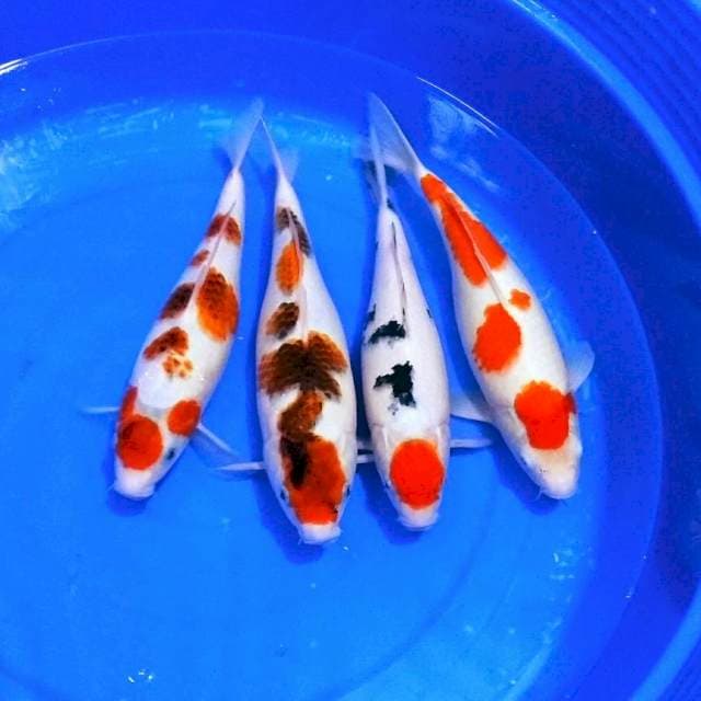 Original grade A sanke n goromo 35bu