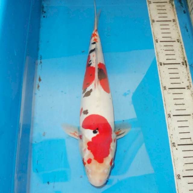 35cm SANSHOKU MURNI