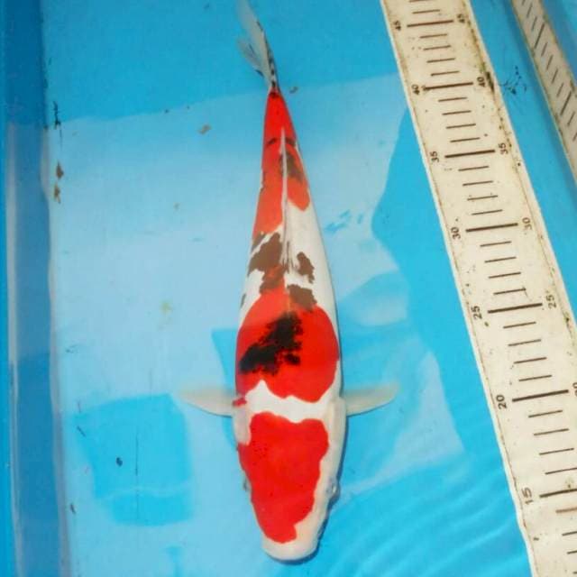33cm SANDAN SANKE