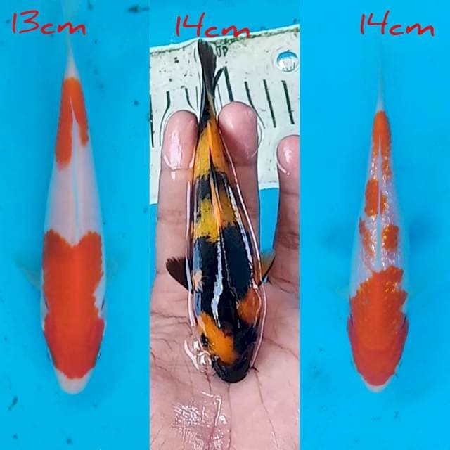 Tiga bersodara 13cm, 14cm, 14cm ori