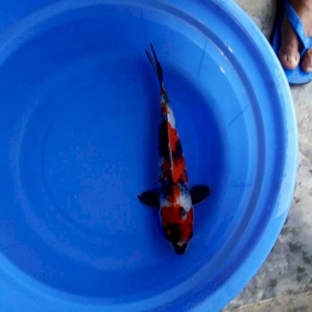 Kin showa 32cm male