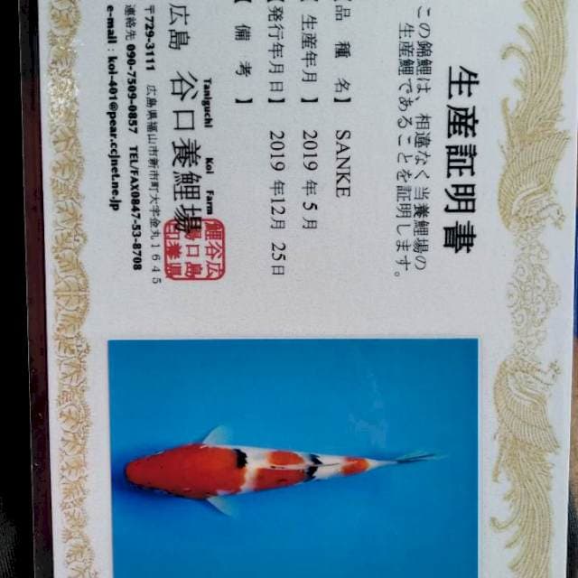 Sanke import Taniguchi