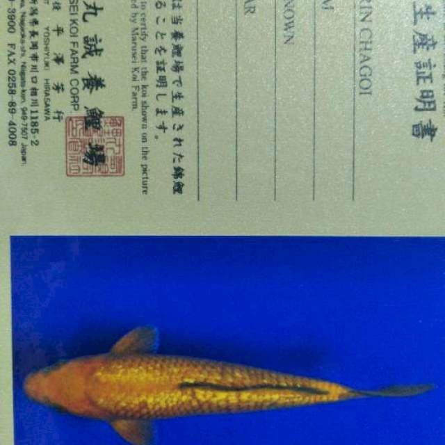 Chagoi gingrin import marusei
