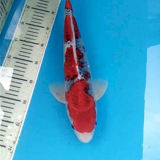 Goshiki 40cm
