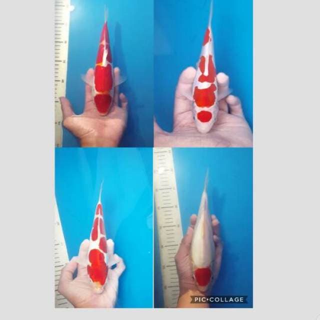 paket 4ekor 20-30cm