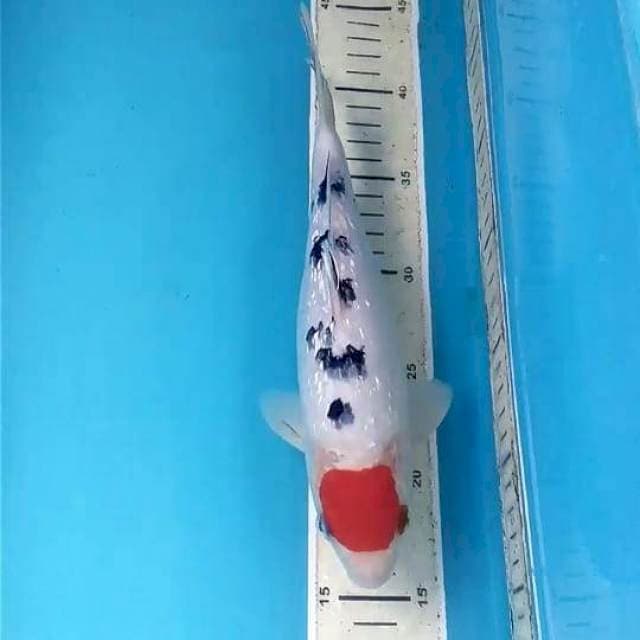 Ginrin Tancho Sanke 26cm