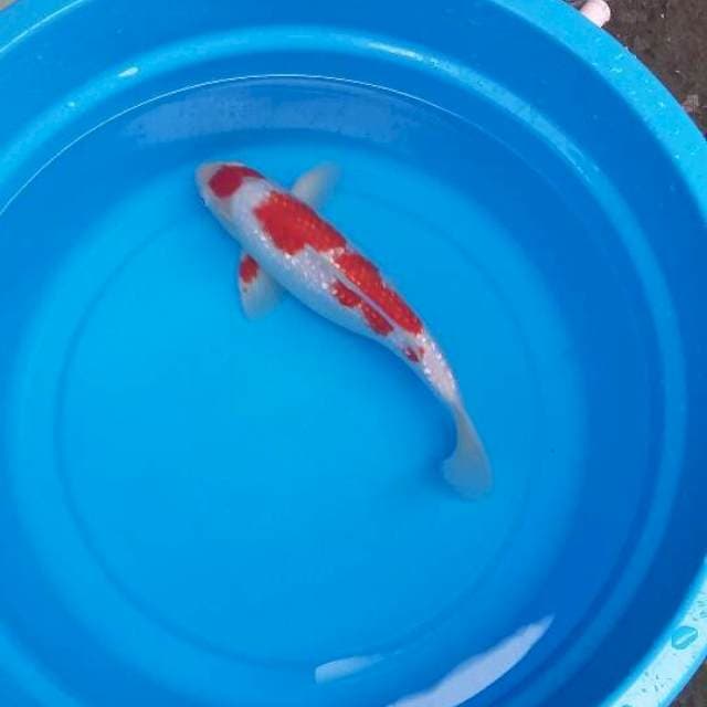 Kohaku Ginrin