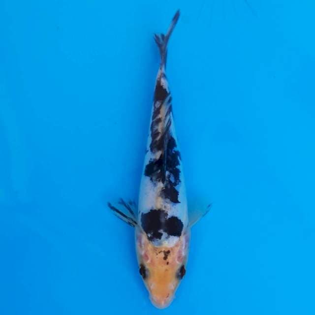 Bekko doitsu 15cm