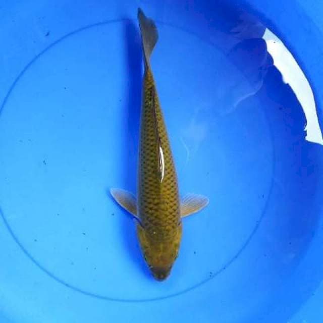 Midori