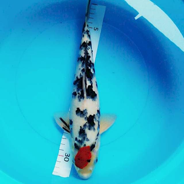 Tancho showa 33cm male