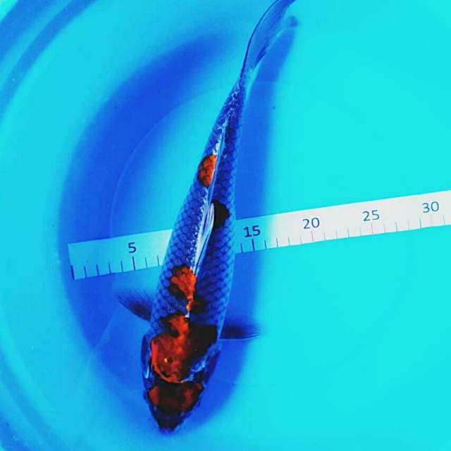 Josss 35cm