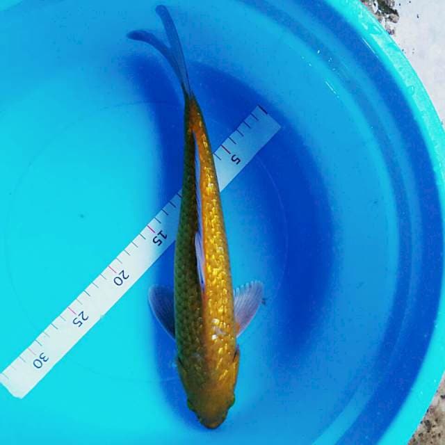 Gold 36cm male