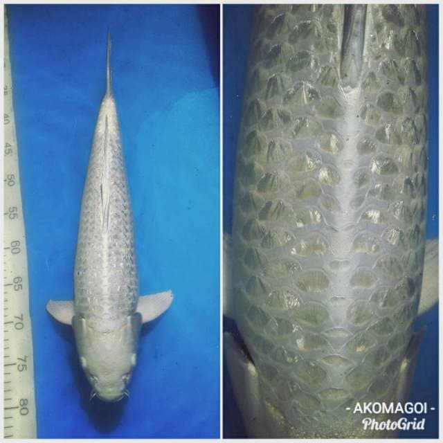 Jumbo Platinum full ginrin 50bu