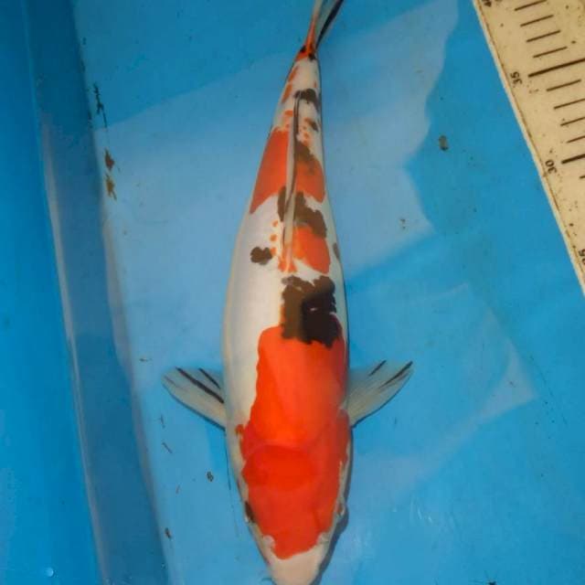 36CM SANKE