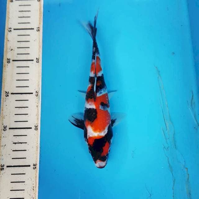 SHOWA 23cm
