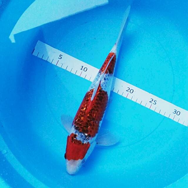 Goshiki ginrin 32cm male