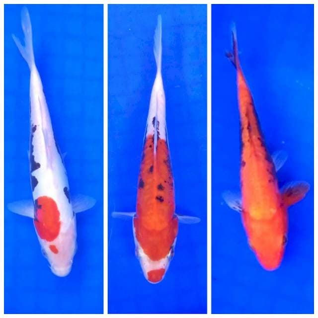 5. Beni Kumon 3 Ekor || ±20cm