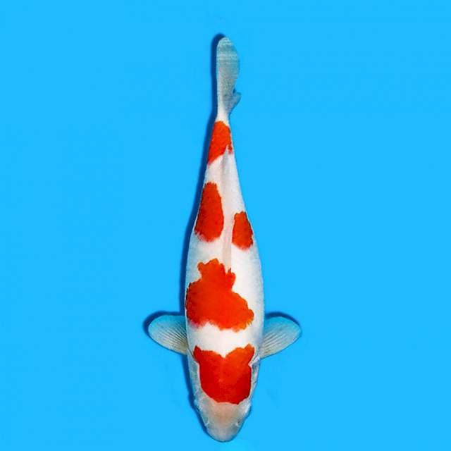 SQ F1 Yondan Kohaku Original