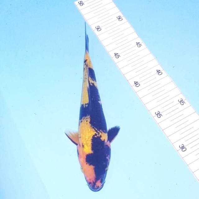 Utsuri 21cm
