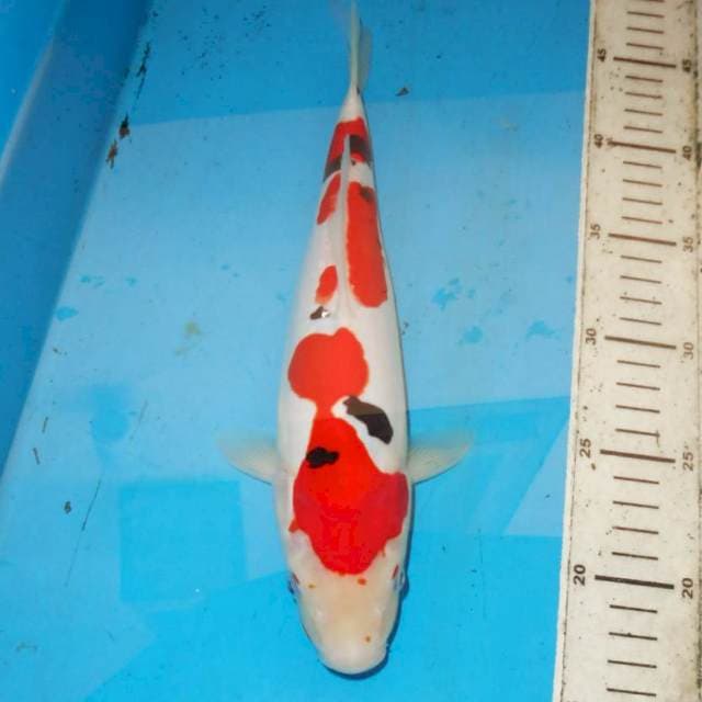 31cm sanke