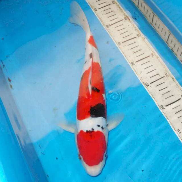33cm sanke