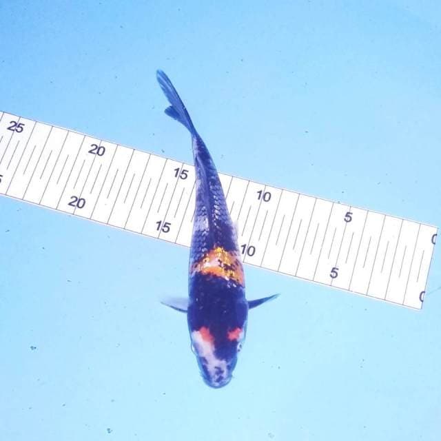 Showa ginrin 18cm