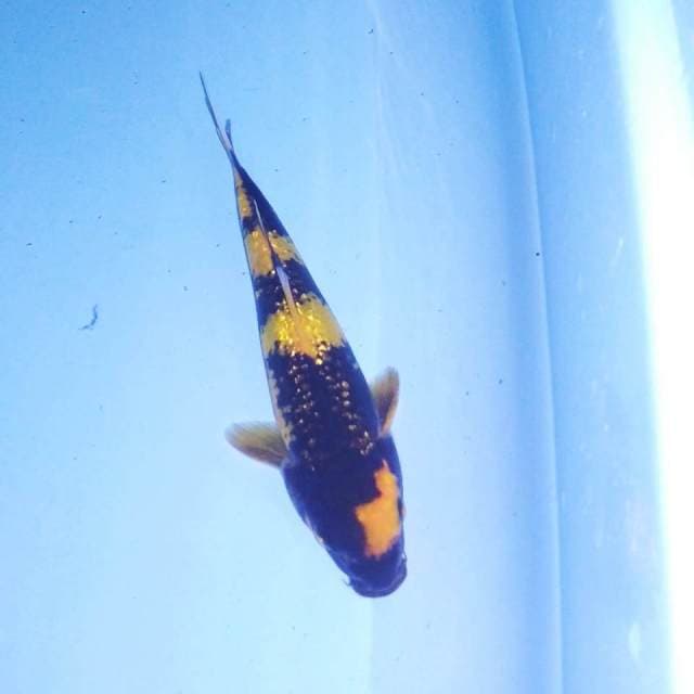 Utsuri ginrin 18cm