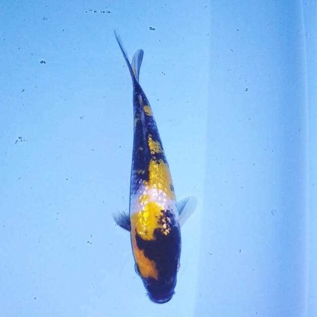 Ki showa ginrin 17cm