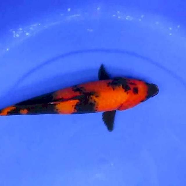 Botan27cm