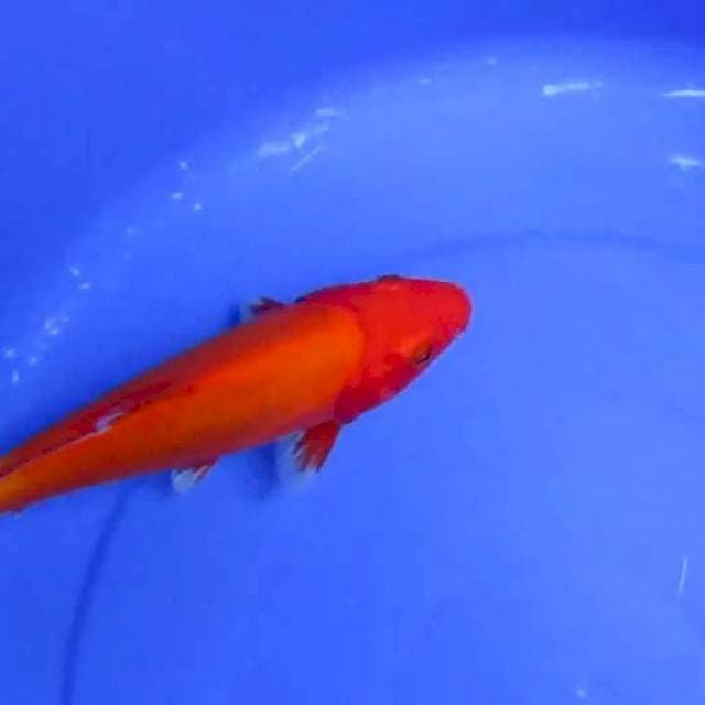Botan 22cm