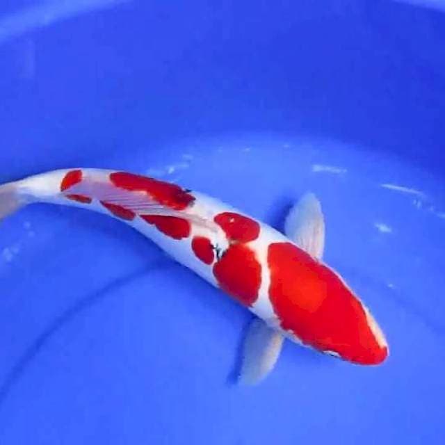 Sansoku27cm