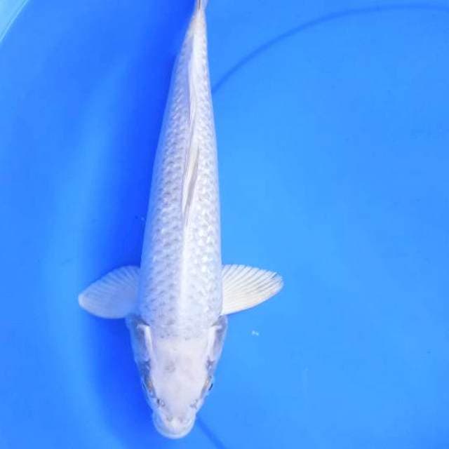 Matsuba40cm
