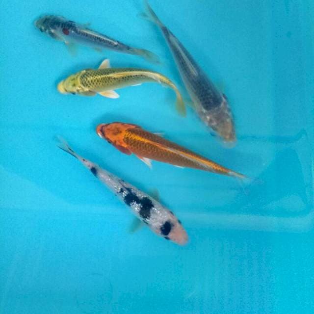 Mix koi 14-15 cm