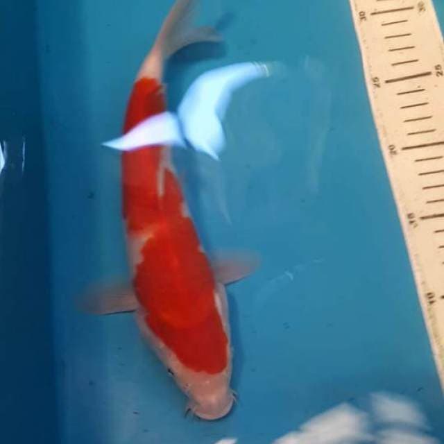 KOHAKU 27 CM