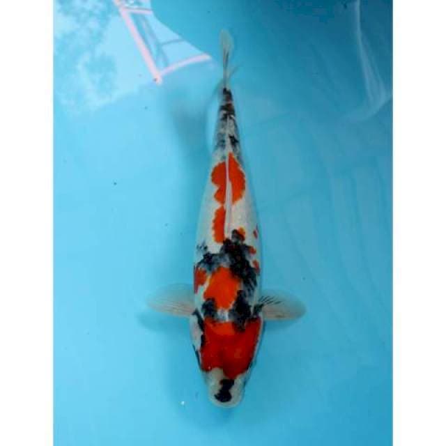 KINDAI SHOWA 41 CM FEMALE